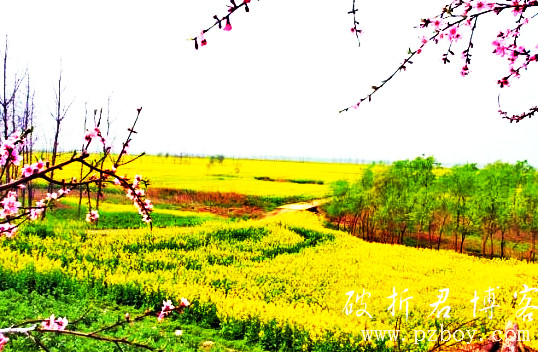 棉船油菜花